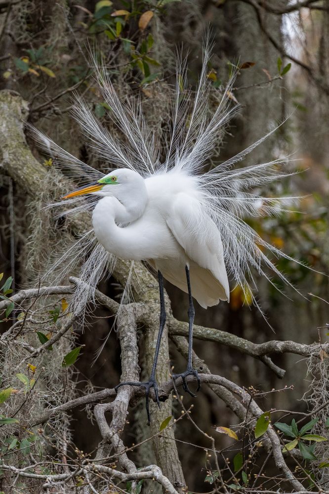Great Egret at Kraft Azalea Gardens
