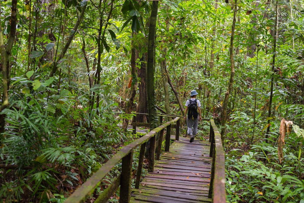 A woman walking on the narrow wooden trail amidst the green plants at Kubah National Park