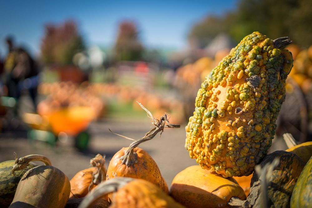Gourds at the Kuipers Family Farm
