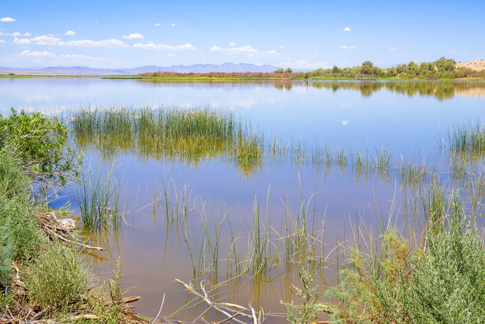 Marshes of Havasu National Wildlife Refuge