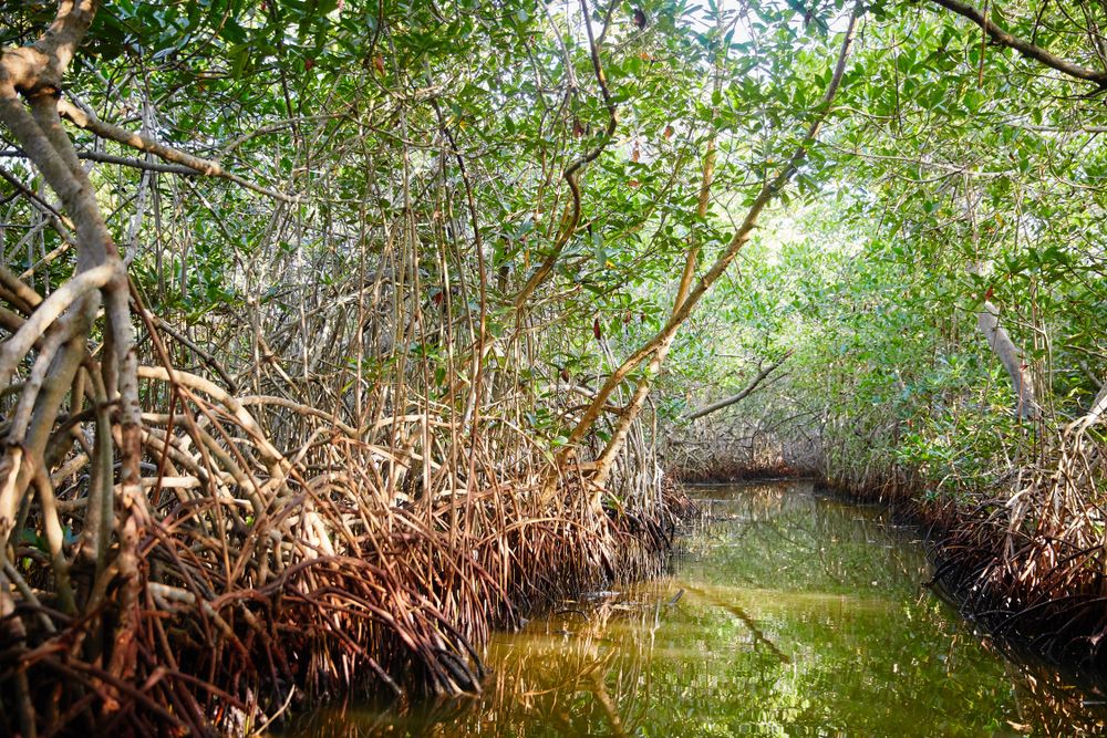 La Boquilla and the Mangroves