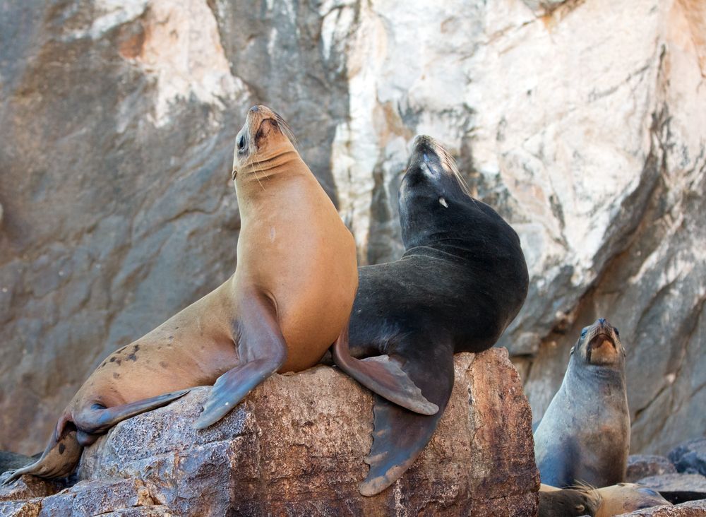 Sea Lions at La Lobera