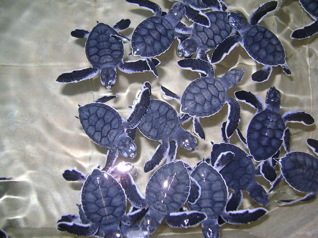 Turtles at La Tortuga Granja