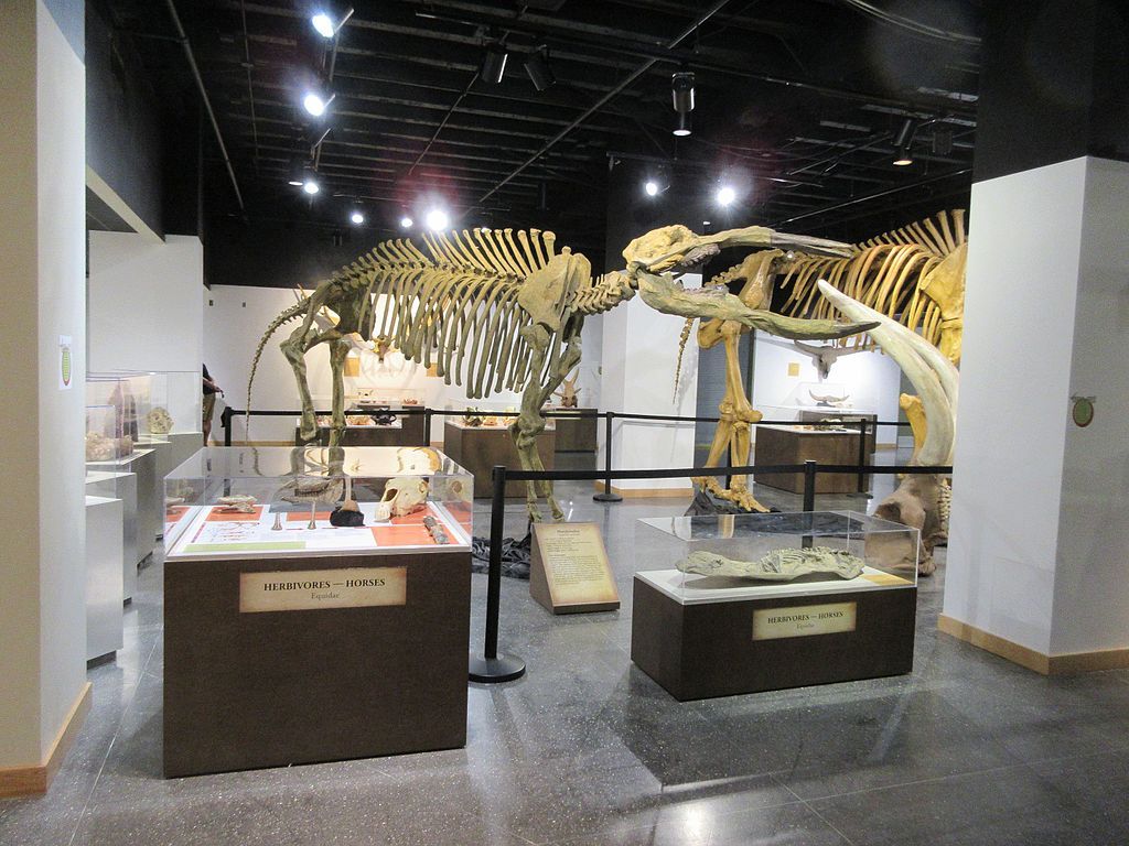 Skeletons exhibit in Lafayette Science Museum