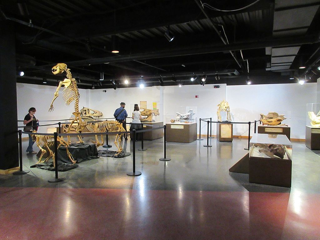 Skeletons exhibit in Lafayette Science Museum