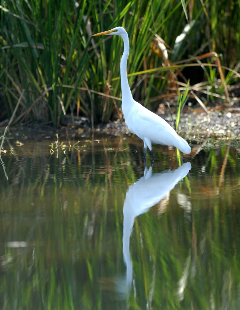 A white bird at Lake Alice