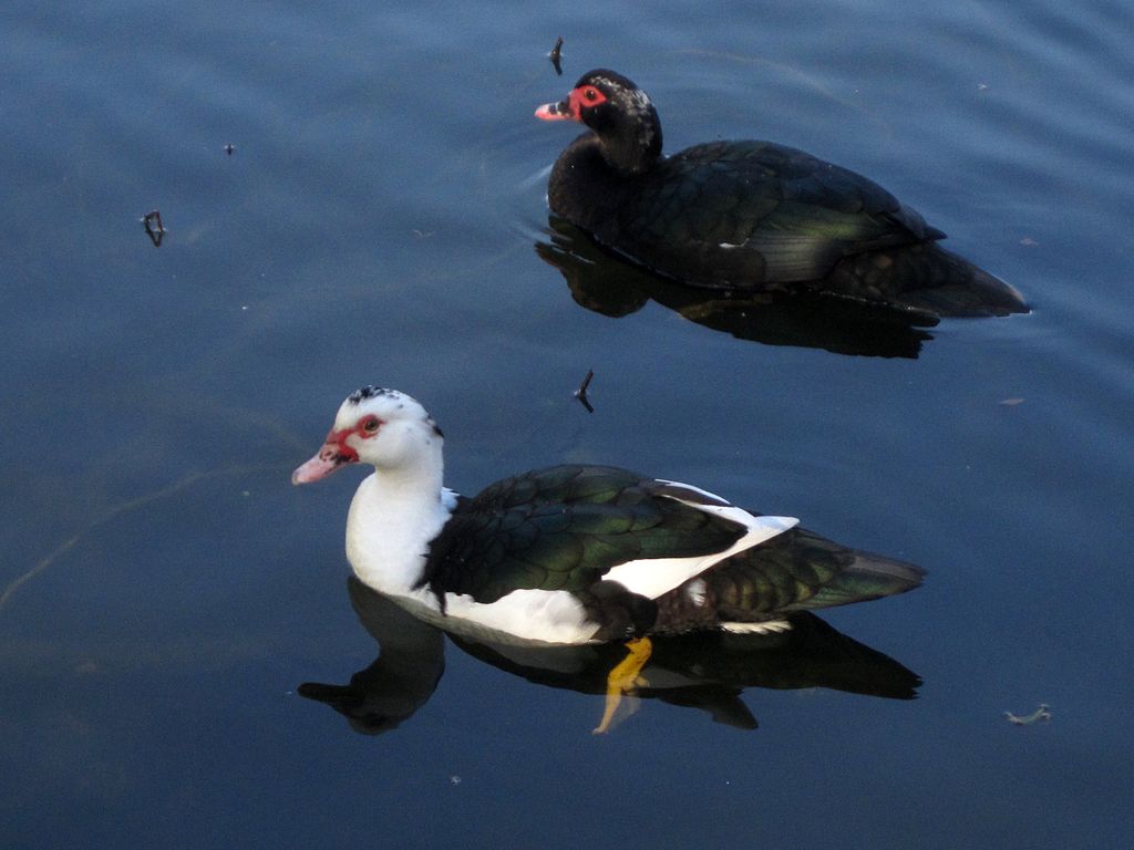 Duck at Lake Biggins in Huntington Park