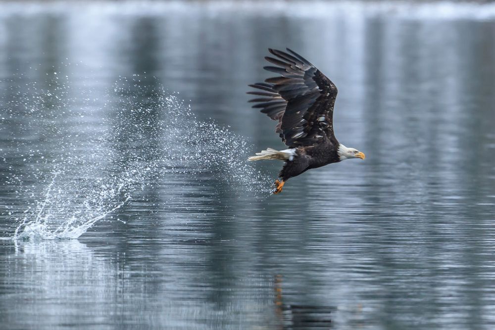An eagle hunting down its prey in Lake Coeur d'Alene
