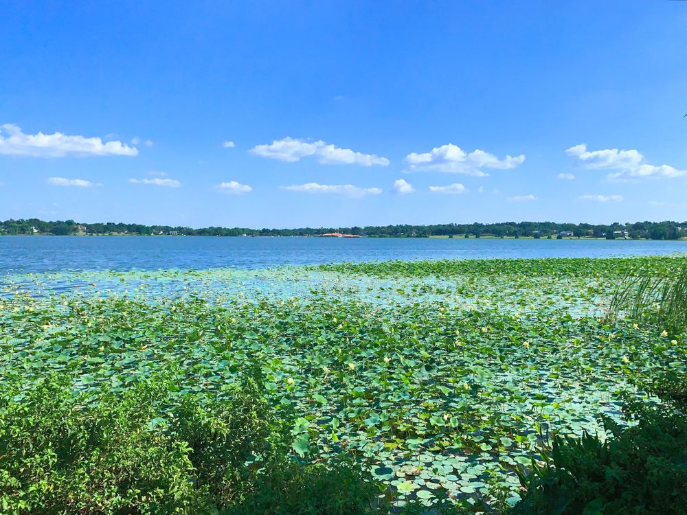 Beautiful view of the Lake Hollingsworth