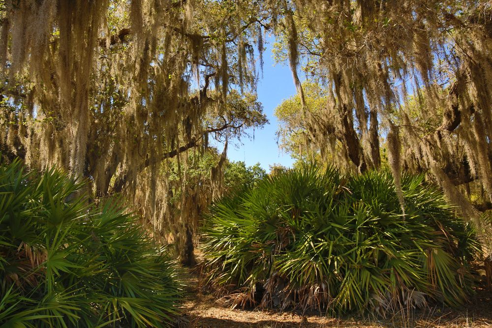 Lake Kissimmee State Park