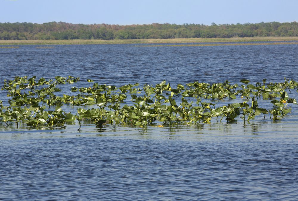 view of lake at Lake Kissimmee State Park