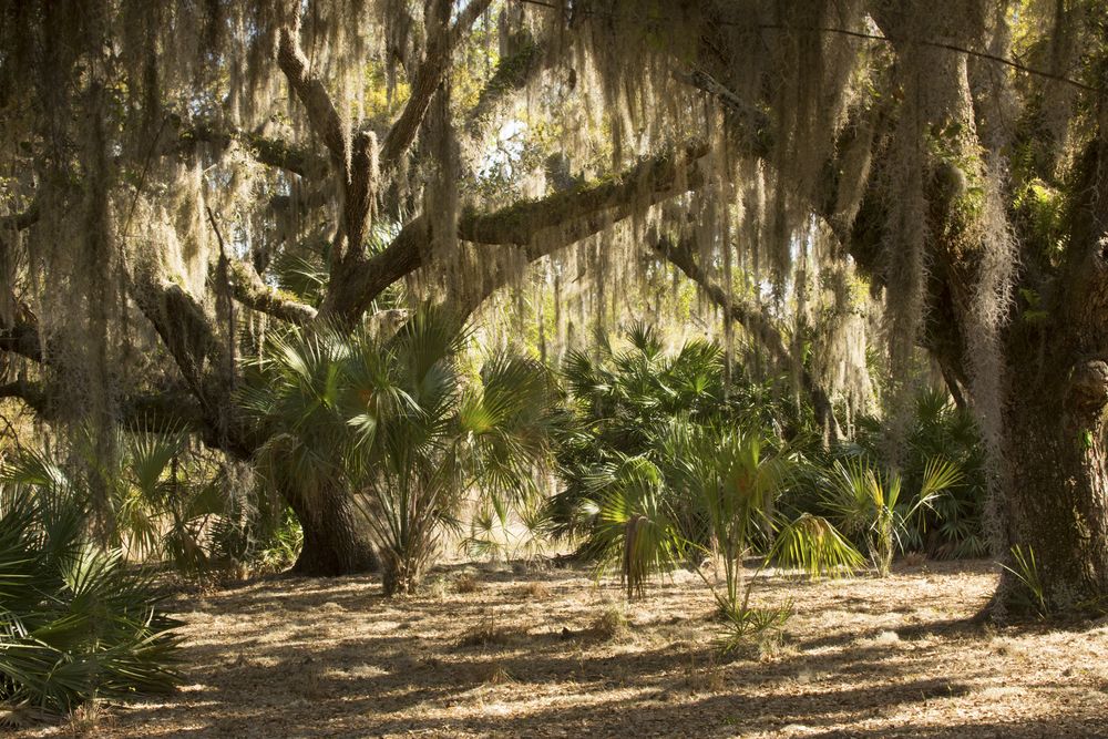 Lake Kissimmee State Park