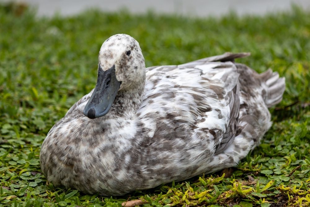 Duck at Lake Mirror Park