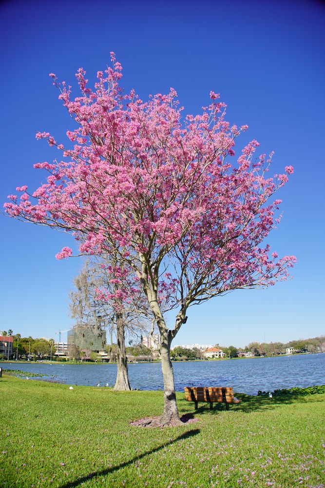 Beautiful pink flowers booming at Lake Morton