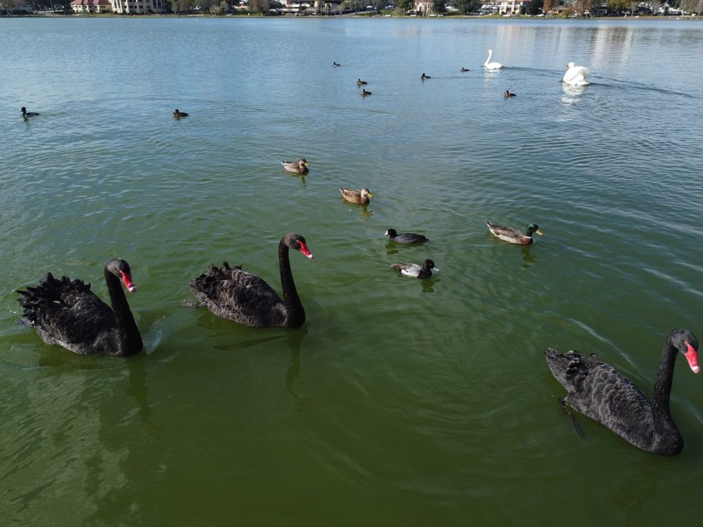 Black swans swimming at Lake Morton