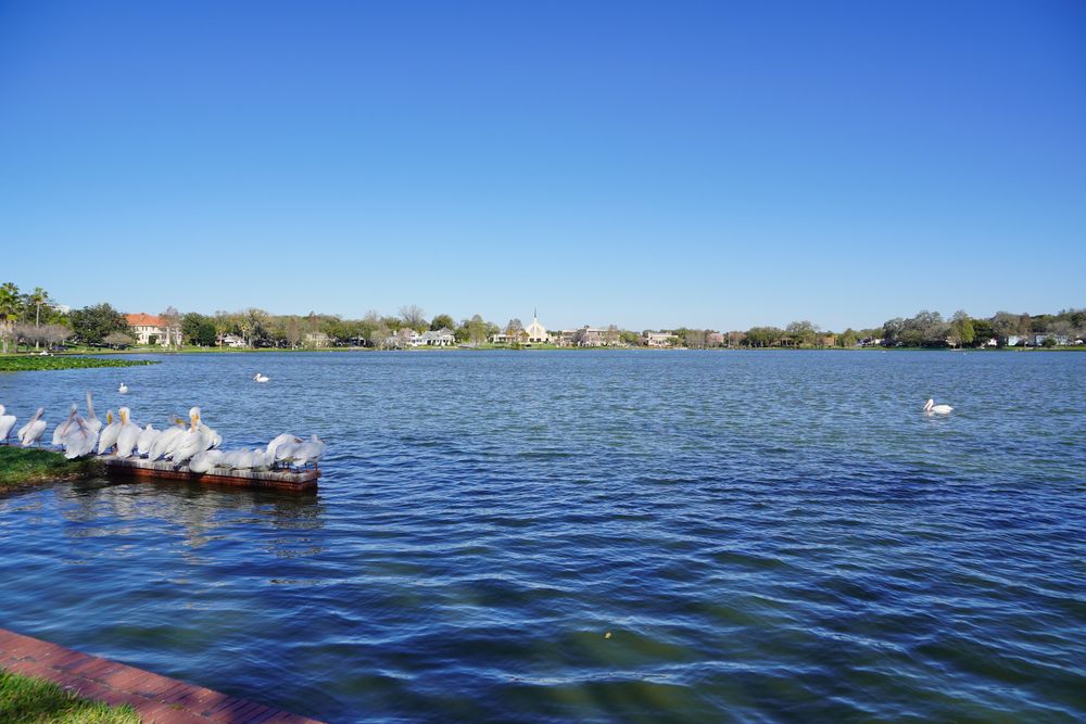 Swans lined up at Lake Morton