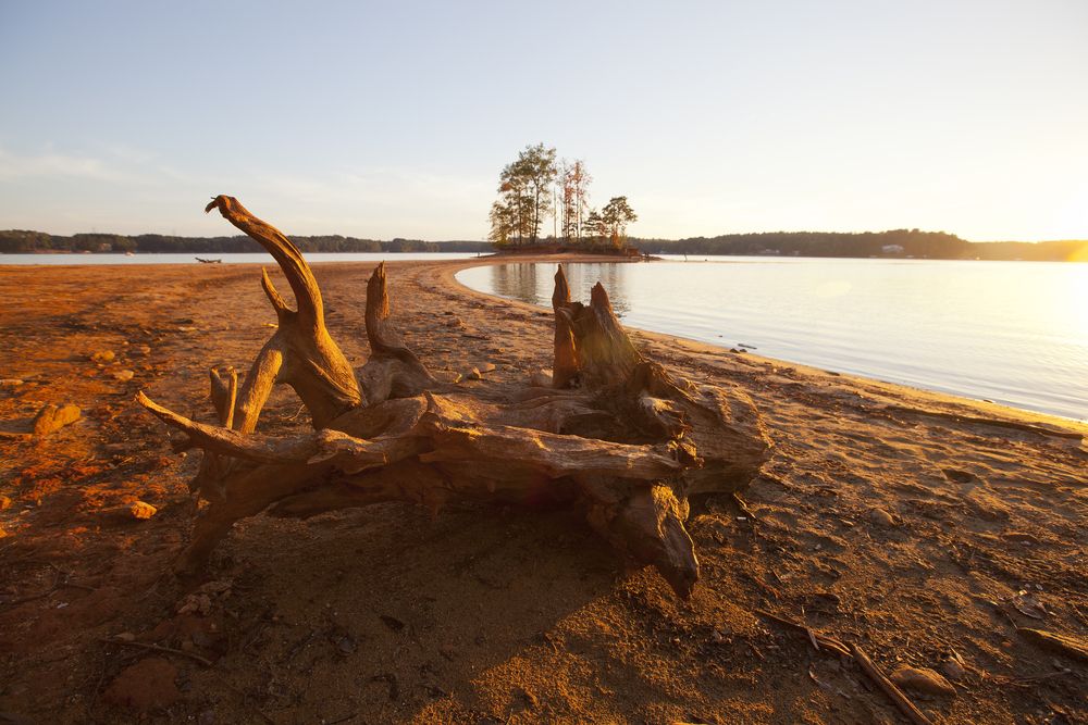 Driftwood at Lake Norman
