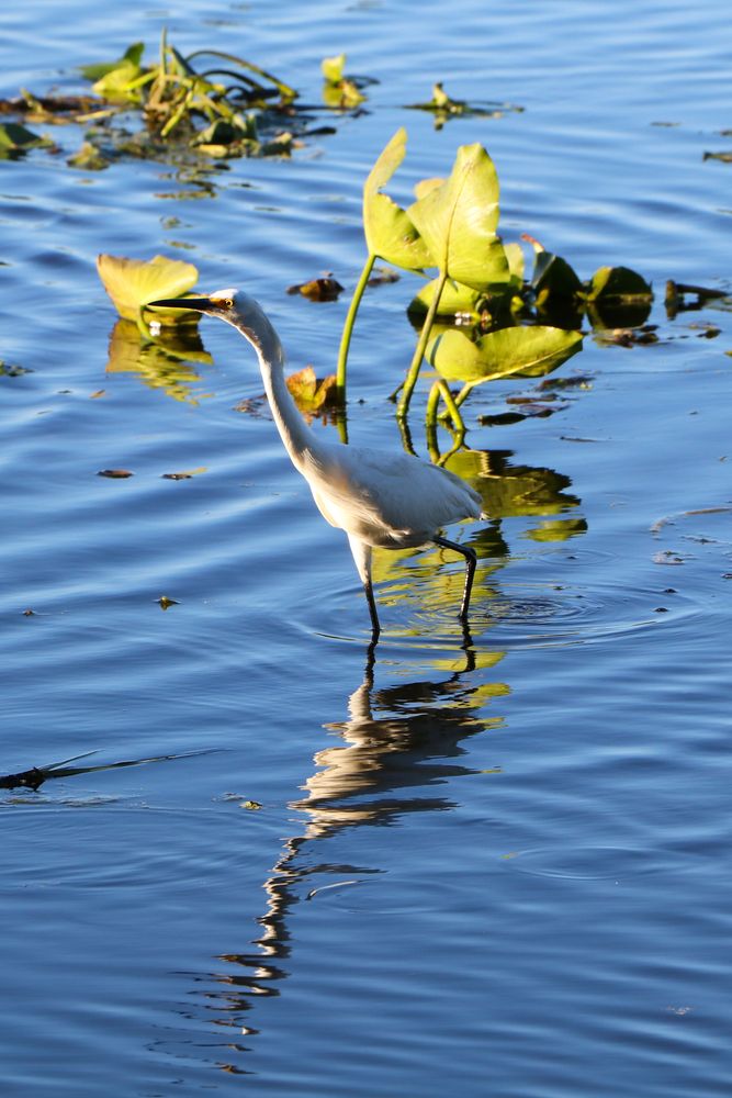 A white bird with long legs at Lake Parker