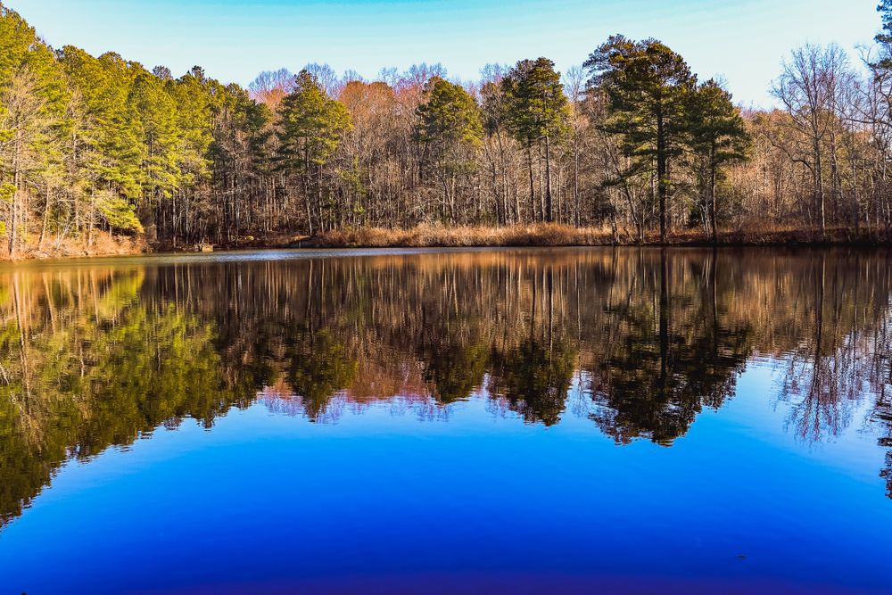 Lake Placid surrounded by perfectly aligned tall trees