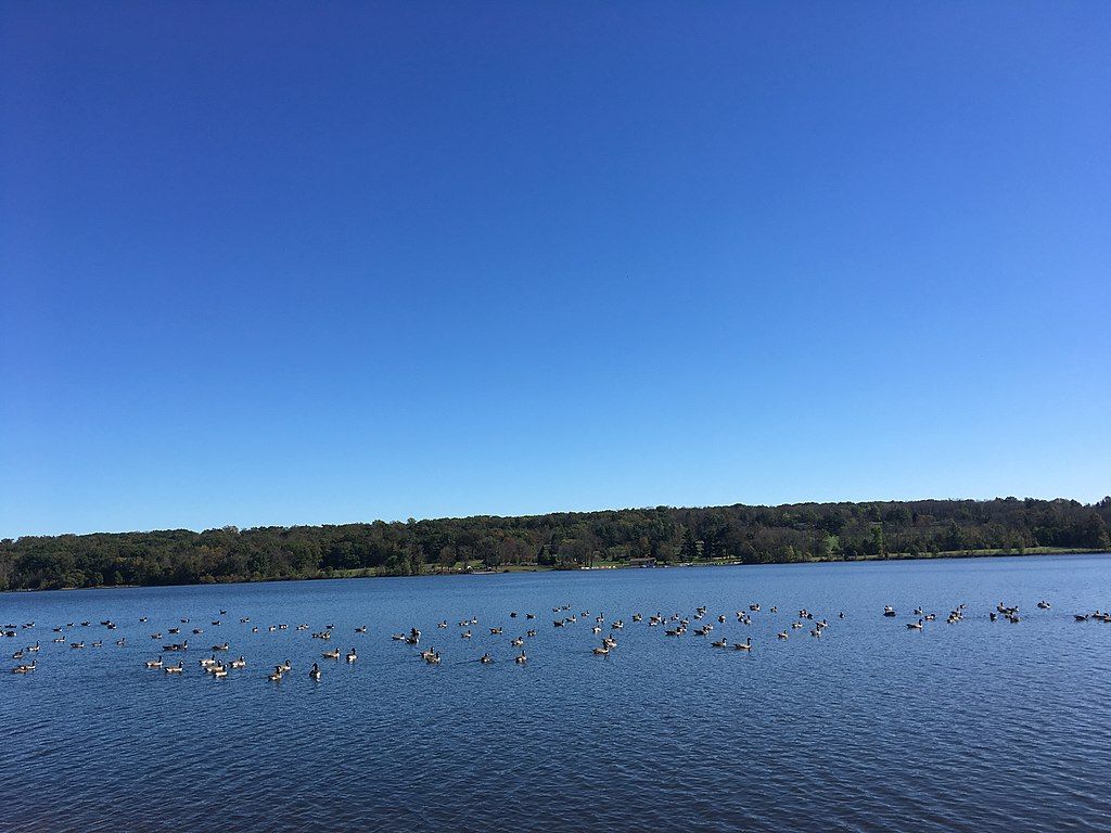 Geese at Lake Valley Park