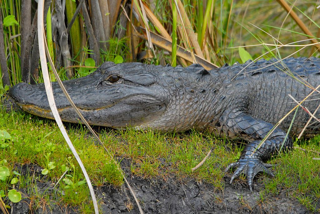 Aligator at the Lake Woodruff National Wildlife Refuge