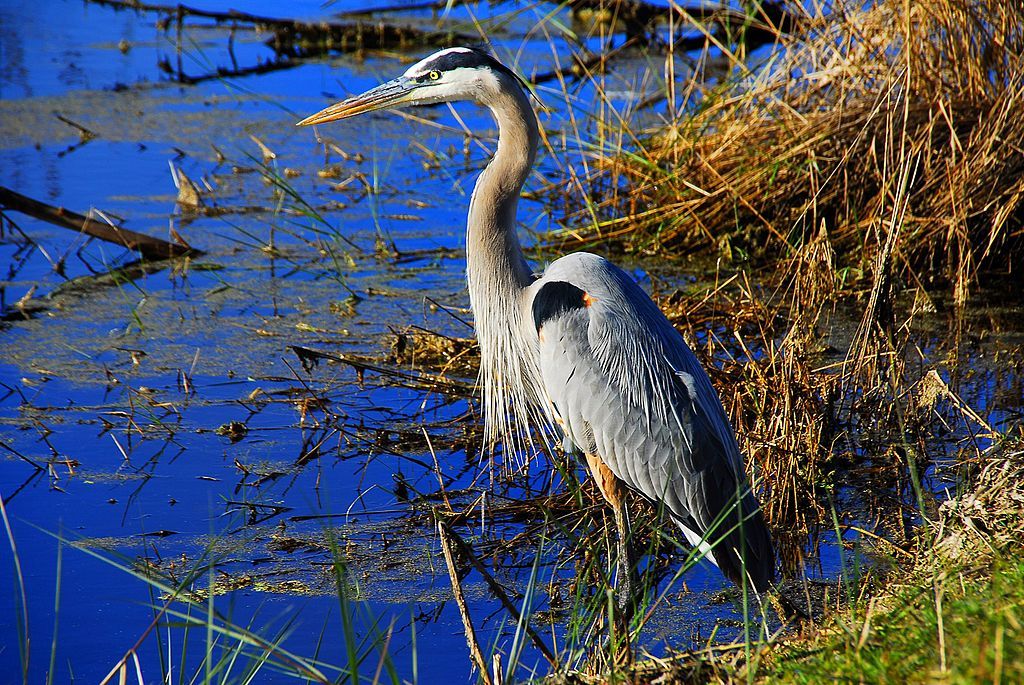 Heron at Lake Woodruff National Wildlife Refuge