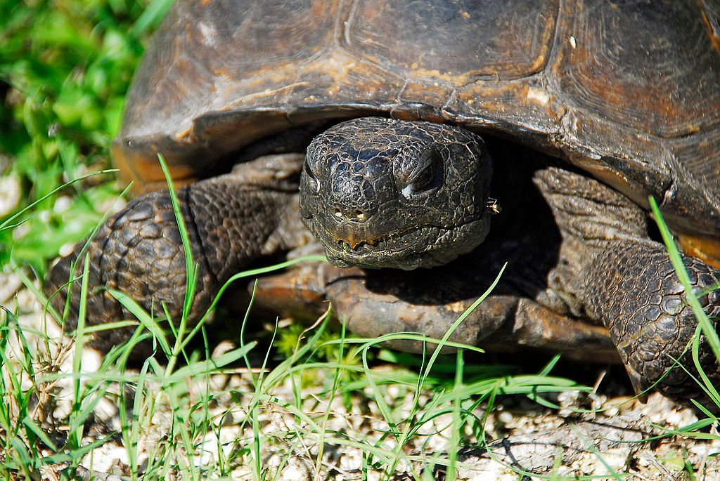 Closeup of a turtle at Lake Woodruff National Wildlife Refuge