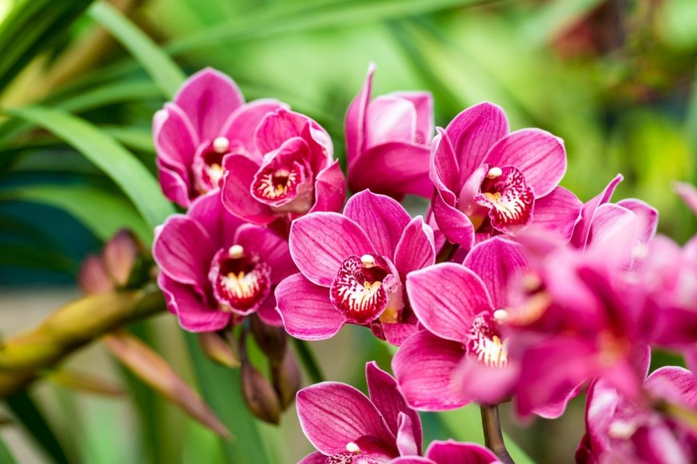 Colorful flowers at Lamberton Conservatory