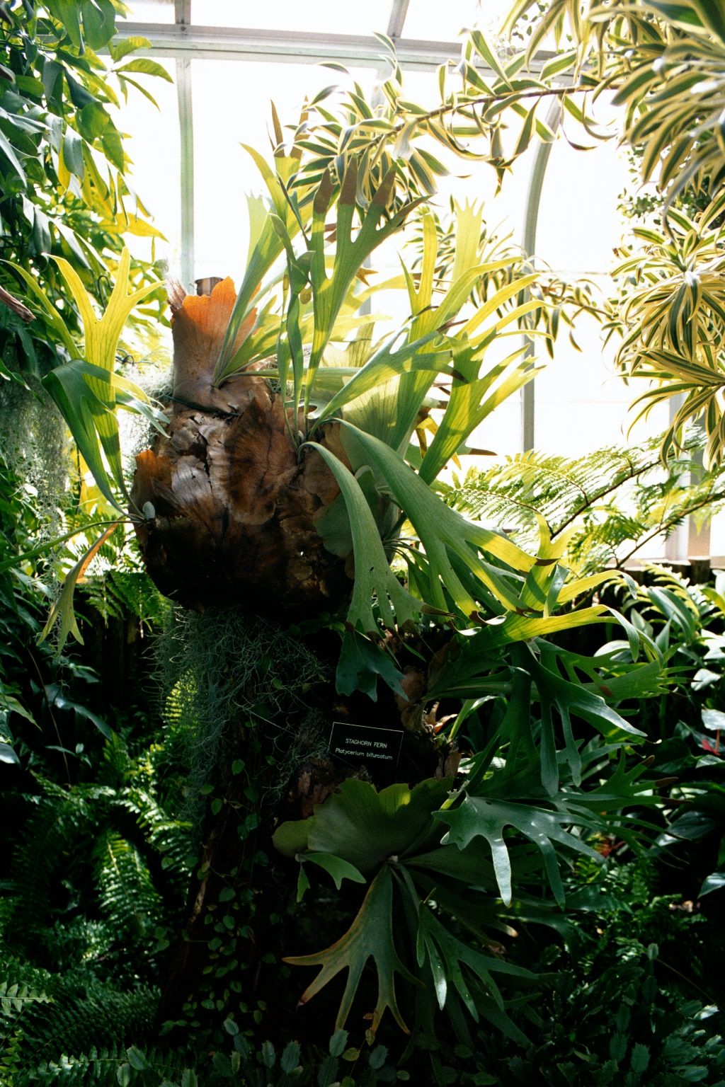 Vegetation at Lamberton Conservatory