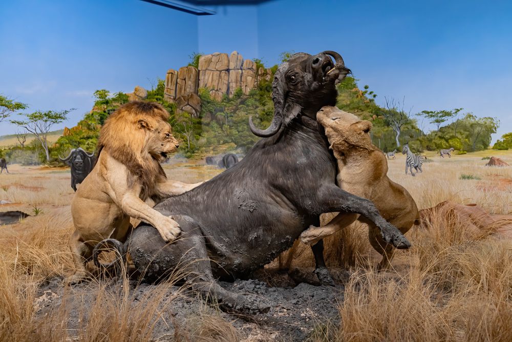 Realistic exhibit of Lions hunting a bison at Las Vegas Natural History Museum
