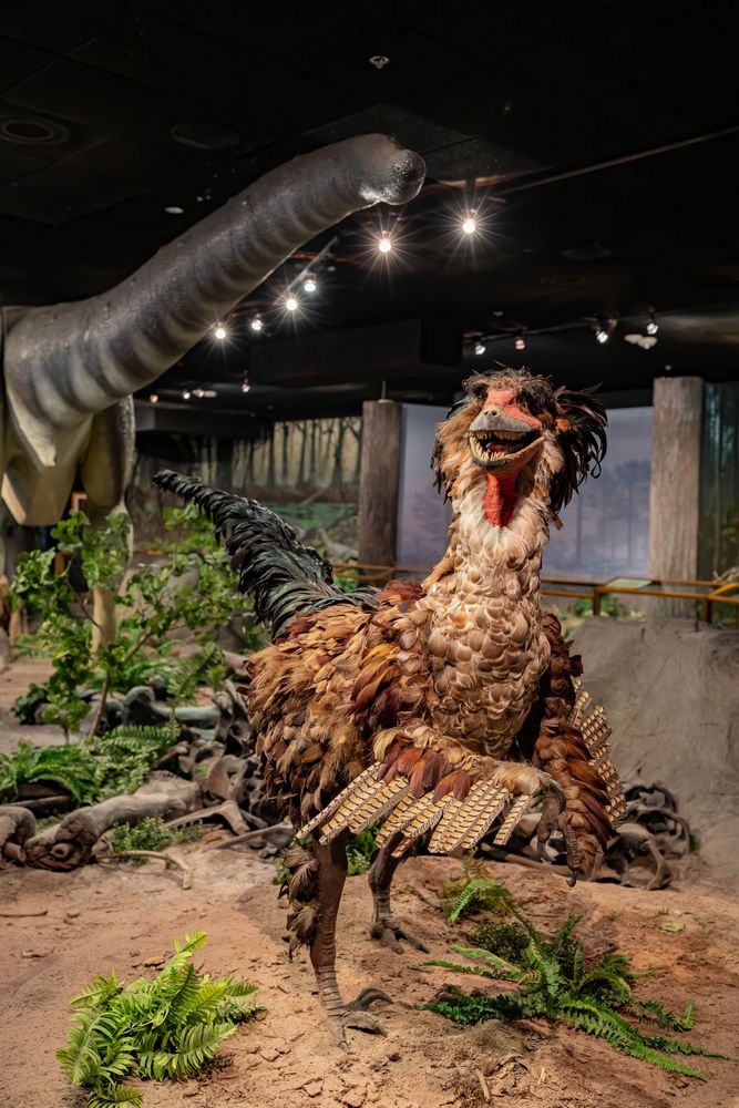 Exhibits at Las Vegas Natural History Museum