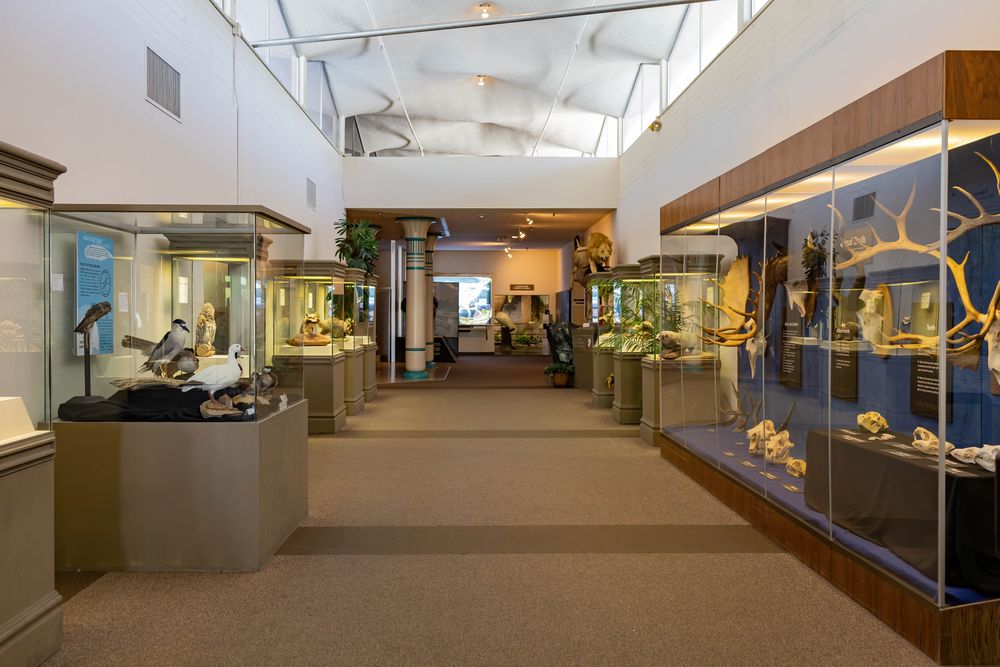 Display at Las Vegas Natural History Museum