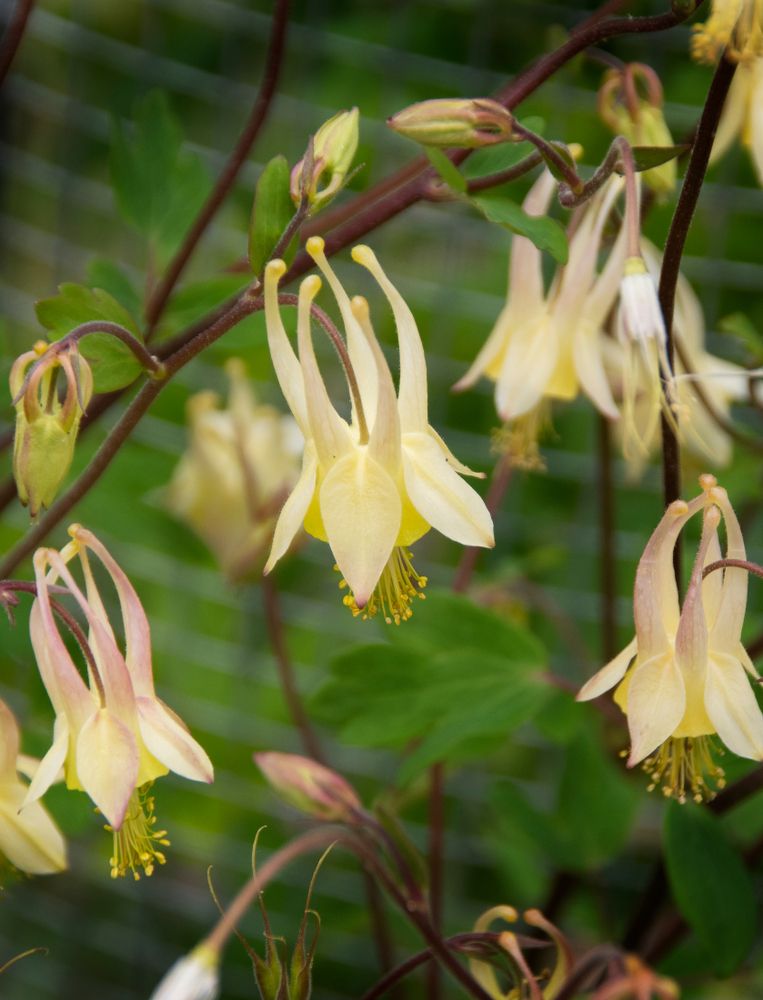 Flowers at Latham-Whitehurst Nature Park