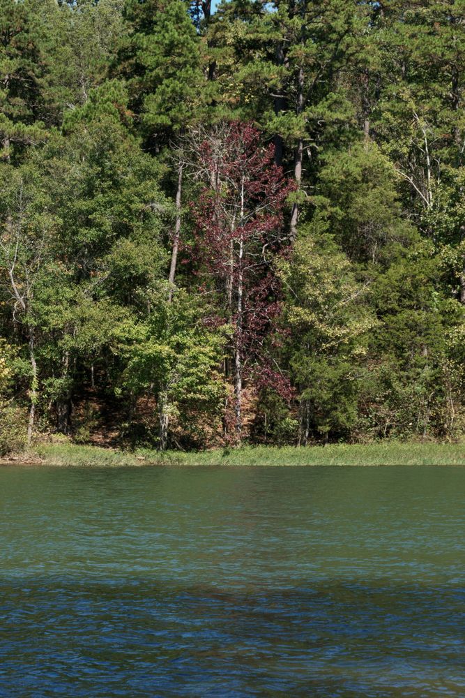 Lake at Latta Nature Preserve
