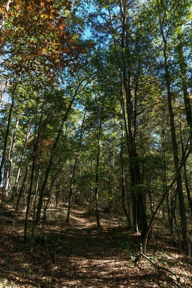 Trail at Latta Nature Preserve