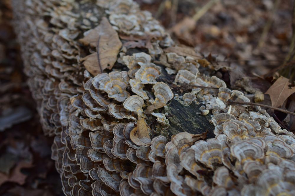 Mushrooms growing on a log at Laumeier Sculpture Park
