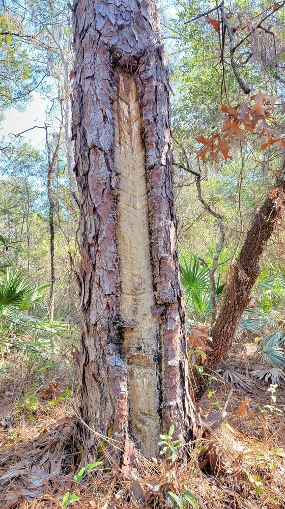 Trunk of a tree at Laura S. Walker State Park