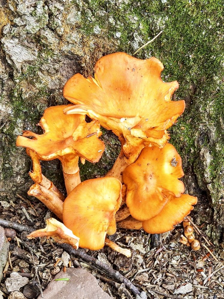 Mushrooms at Laurelwood Arboretum