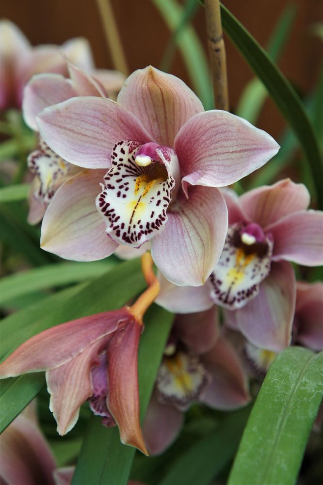 Beautiful flower at Lauritzen Gardens