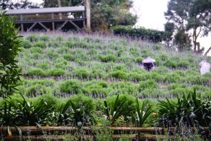 Lavender Cottage