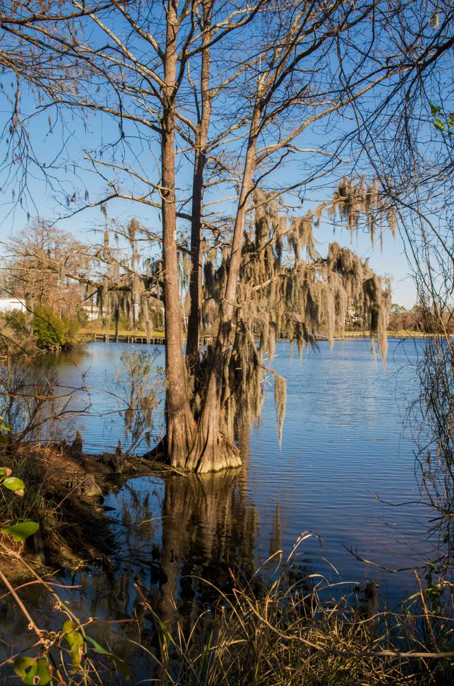 Trees on the waters of Lawson Creek Park