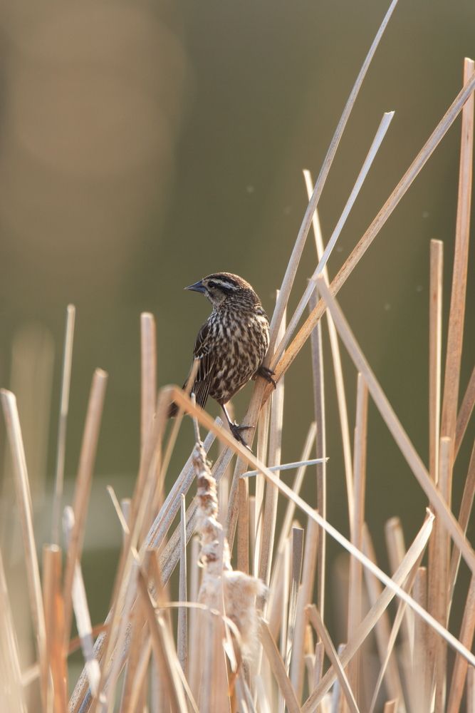 Tiny little bird at Lebanon Hills Regional Park