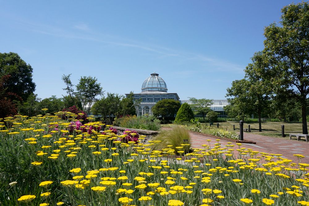 Stunning yellow bed of flowers at Lewis Ginter Botanical Garden