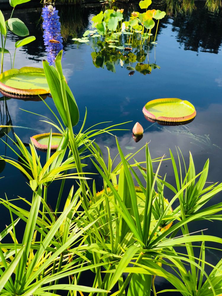 Lily pad floating on a pond at Lewis Ginter Botanical Garden