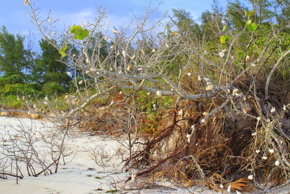 Drift wood decorated with sea shells at Lido Key Beach