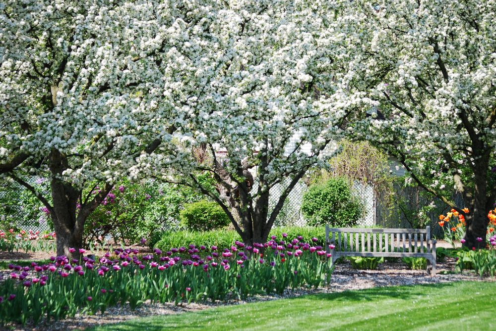 Bench to rest under white flowering trees at Lilacia Park