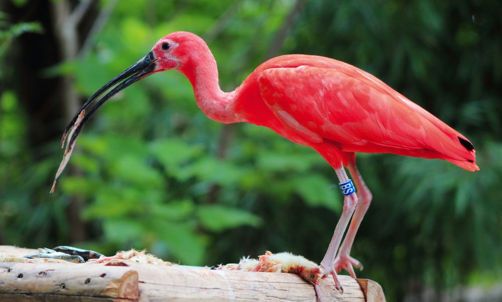 Lille Zoo