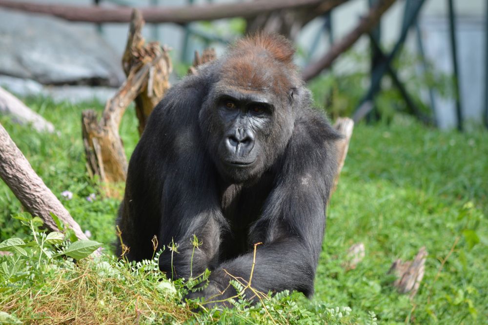 Gorilla at Lincoln Park Zoo