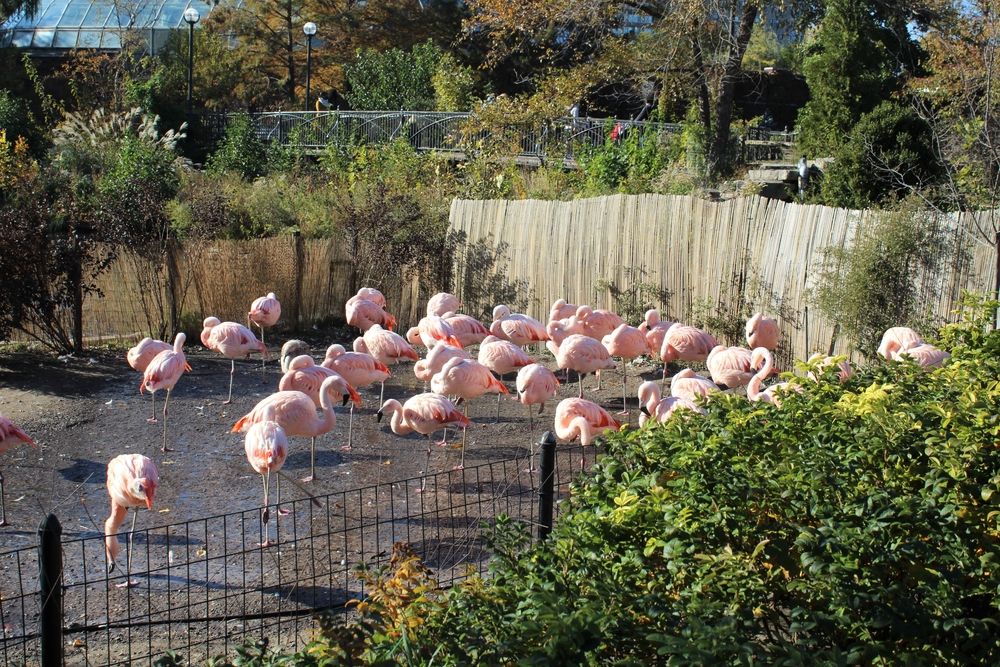 Flamingos at Lincoln Park Zoo