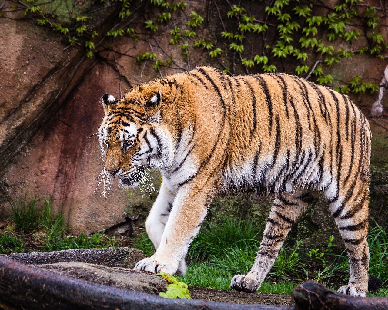 Ferocious tiger at Lincoln Park Zoo